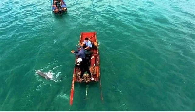 Quang Ninh: Dolphins, whales spotted multiple times around Co To island | Environment | Vietnam+ (VietnamPlus)