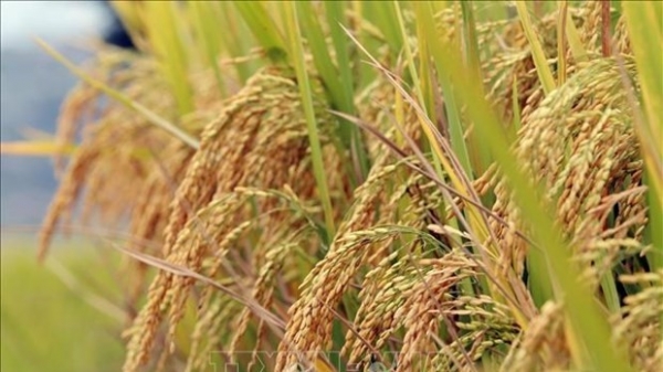 Public-private partnership highlighted in high-quality rice production project: Minister
