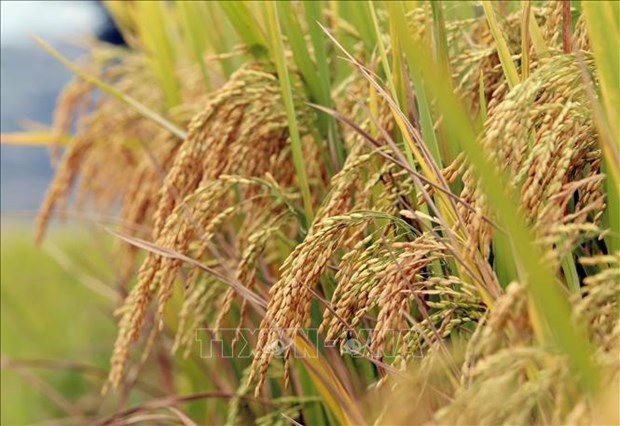 Public-private partnership highlighted in high-quality rice production project