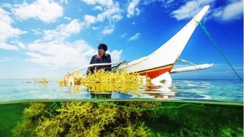 Orientations and solutions for developing Vietnam's seaweed farming industry