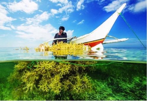 Vietnam targets 500,000 tonnes of seaweed yield by 2030. (Photo: vneconomy)
