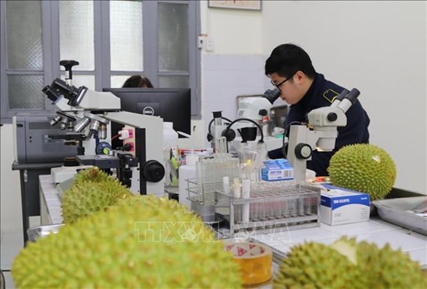 Lang Son strictly quarantines cross-border farm produce  | Business | Vietnam+ (VietnamPlus)