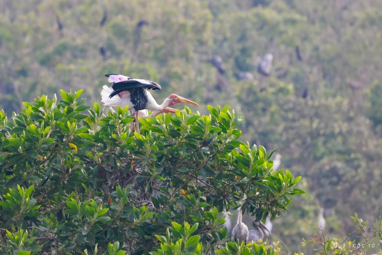 Nhiều loài chim quý hiếm được nuôi dưỡng, bảo tồn tại khu bảo tồn sinh thái Đồng Tháp Mười.
