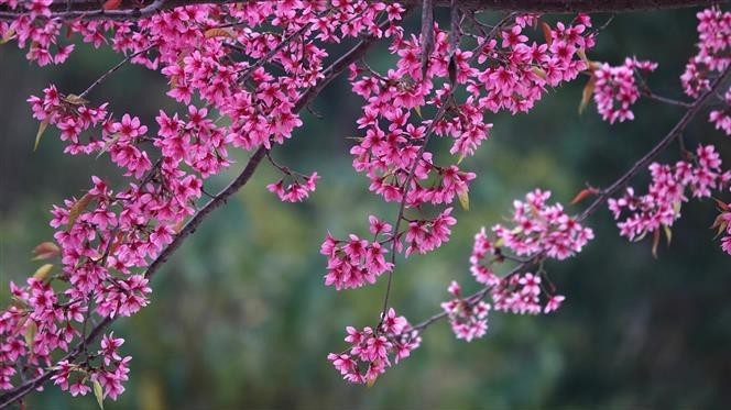 Wild peach blossoms - Beautiful snapshot of nature in Yen Bai