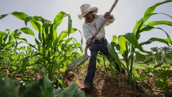 Ngành nông sản-thực phẩm Mexico 'bội thu', liên tiếp xuất siêu kỷ lục