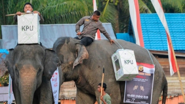 Indonesia huy động bò, voi, thuyền vào chiến dịch tổng tuyển cử
