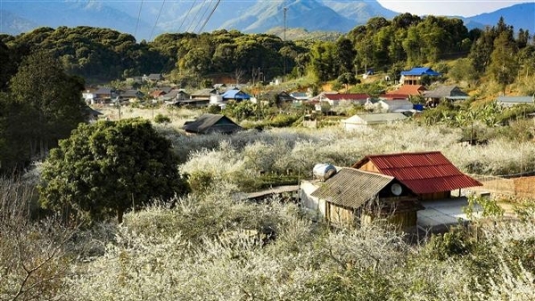 Phieng Ban valley blanketed with white plum blossoms in Dien Bien Phu city