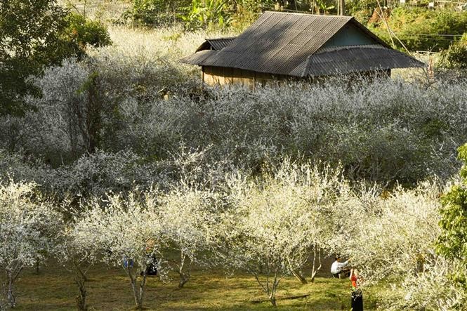 Phieng Ban valley blanketed with white plum blossoms in Dien Bien Phu city