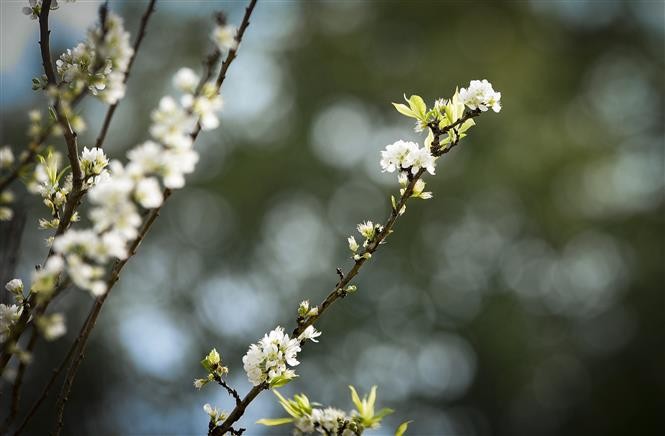 Phieng Ban valley blanketed with white plum blossoms in Dien Bien Phu city