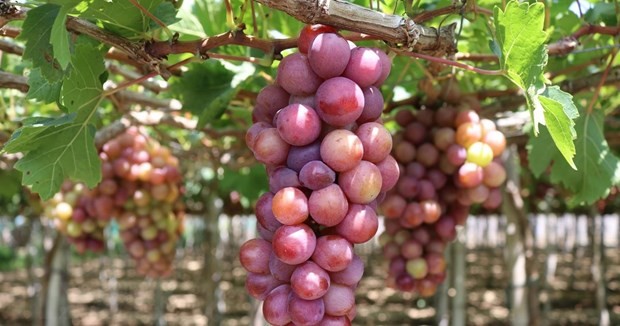 Grape planted in Ninh Thuan province (Photo: VNA)