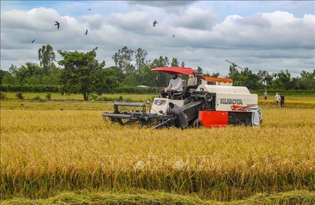 Vietnam's rice sector looks for 5 billion USD export target: Traders
