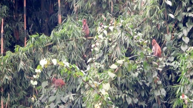 Rare golden monkey released into forest in Ha Giang