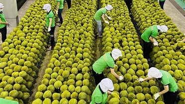 Huge potential for fruit and vegetable exports: MOIT