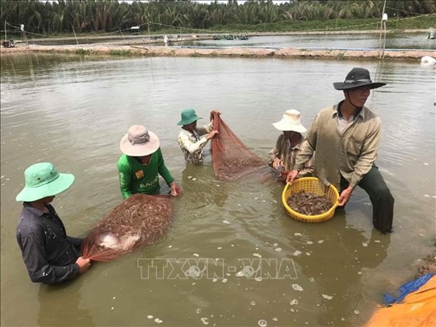 Conference seeks measures for shrimp sector's sustainable development