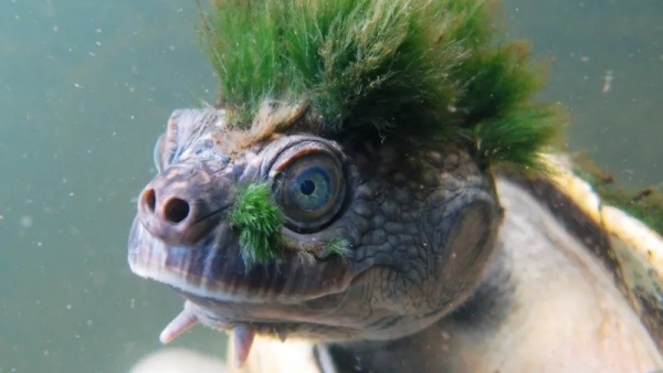 Loài rùa tóc xanh ngoại hình đặc biệt, có thể chìm hoàn toàn dưới nước trong nhiều ngày liên tục