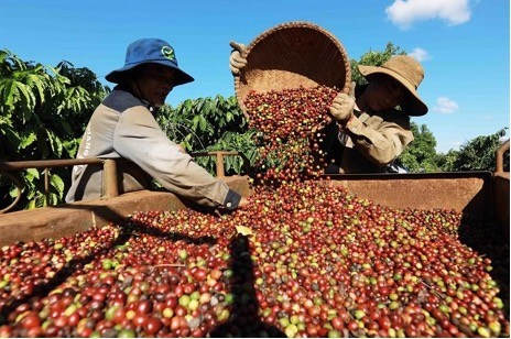 Farmers during a coffee harvest in the Central Highland province of Đắk Lắk. (Photo: CustomNews)
