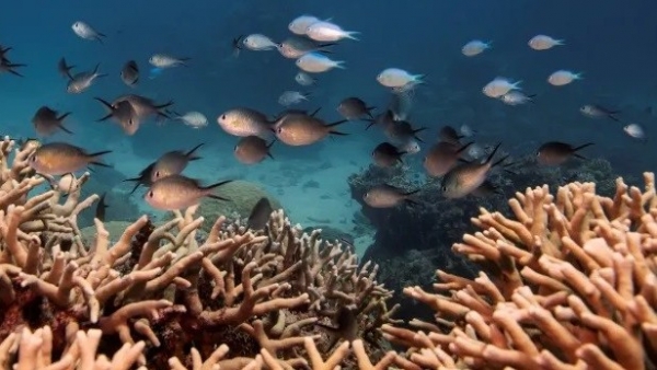 Australia cảnh báo hiện tượng tẩy trắng rạn san hô Great Barrier do nước biển ấm