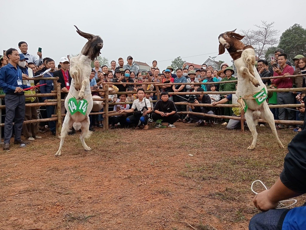 Những chú dê hứng khởi tham gia Hội thi Dê đẹp - Dê khỏe huyện Sơn Dương.