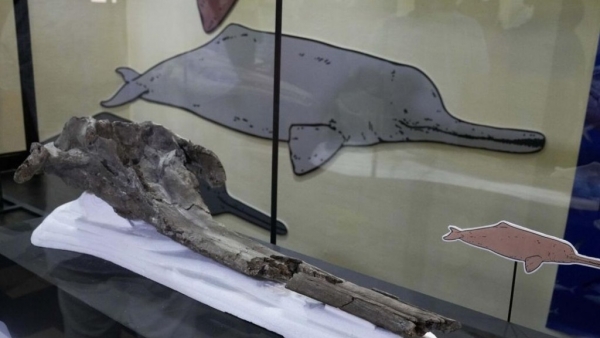 Phát hiện hộp sọ hóa thạch cá heo sông khổng lồ từ 16 triệu năm trước