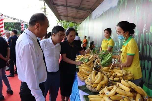 Banana is among the fruits holding big potential for export to Japan. (Photo: nhandan.vn) Banana is among the fruits holding big potential for export to Japan. (Photo: nhandan.vn)