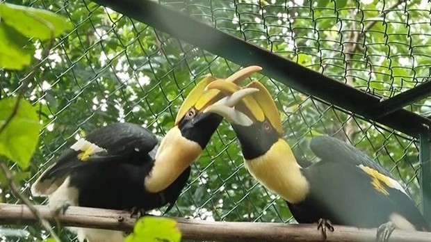Phong Nha-Ke Bang National Park receives 11 rare animals