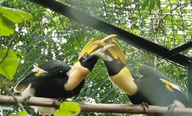 Phong Nha-Ke Bang National Park receives 11 rare animals | Environment | Vietnam+ (VietnamPlus)