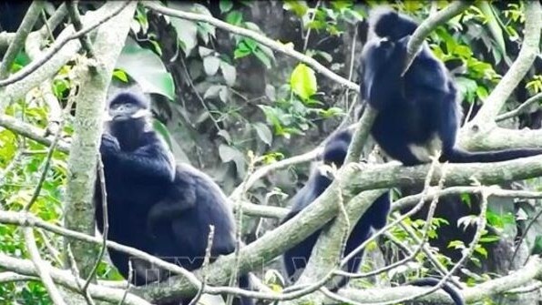 Hatinh langur spotted in Quang Tri: Forest Protection Department