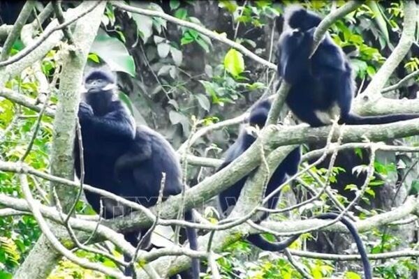 Hatinh langur spotted in Quang Tri: Forest Protection Department