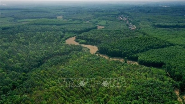 Quang Tri promotes forest protection, afforestation to reduce emissions: Forest Stewardship Council