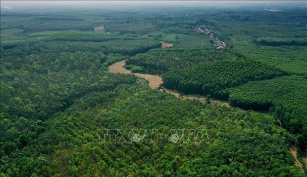 Quang Tri promotes forest protection, afforestation to reduce emissions