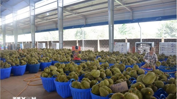 Vietnamese durian accounts for about 32% of China’s imports
