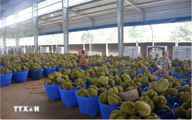 Vietnamese durian accounts for nearly 32% of China’s imports Vietnamese durian accounts for nearly 32% of China’s imports