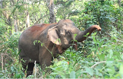 An elephant in the Central Highlands region (Photo: VNA)
