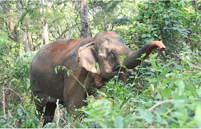 An elephant in the Central Highlands region (Photo: VNA) An elephant in the Central Highlands region (Photo: VNA)
