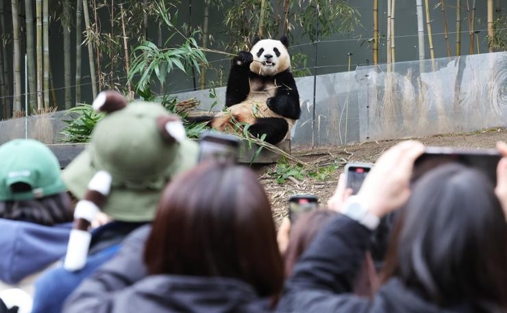 Korea: Agencies facilitate 'panda tourism' following Fu Bao's departure