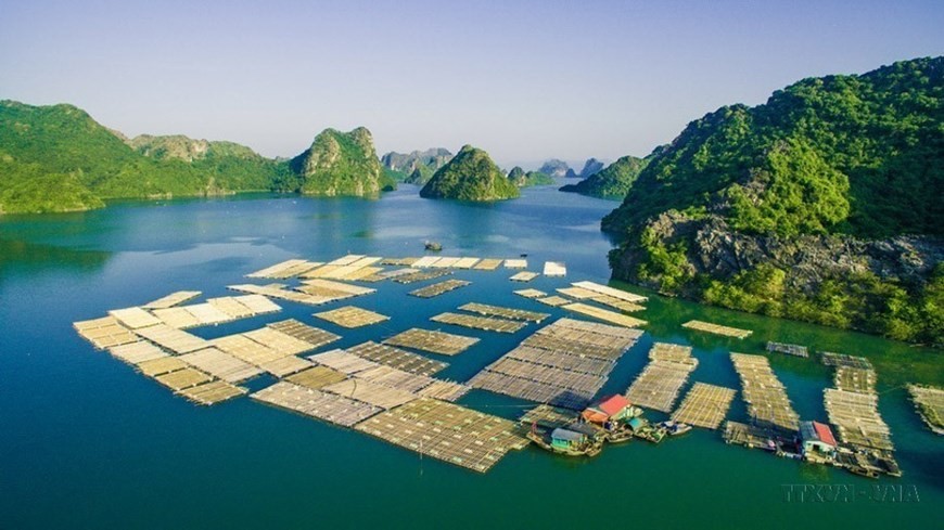 65 years of sustainable development of Vietnam's fisheries industry