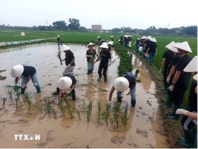 Foreign visitors are excited to experience rice planting in Hanoi's Duong Lam ancient village. (Photo: VNA)
