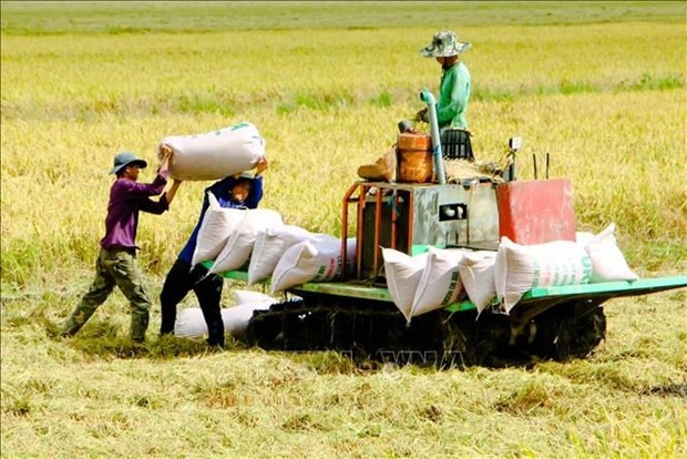 Vietnamese rice prices on the hike | Business | Vietnam+ (VietnamPlus)