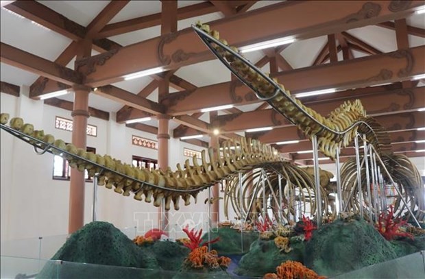 Whale skeletons in Ly Son attractive to visitors | Travel | Vietnam+ (VietnamPlus)