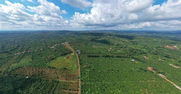 Dak Lak firm pioneers in following EUDR in coffee production | Business | Vietnam+ (VietnamPlus)