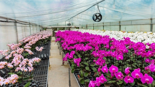 Preserving Indigenous Genetic Resources Dream of the orchid king