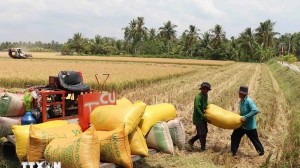 Vietnam leads in export rice prices globally
