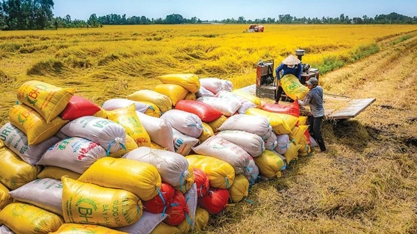 Vietnam International Rice Festival to spotlight green, low-emission rice