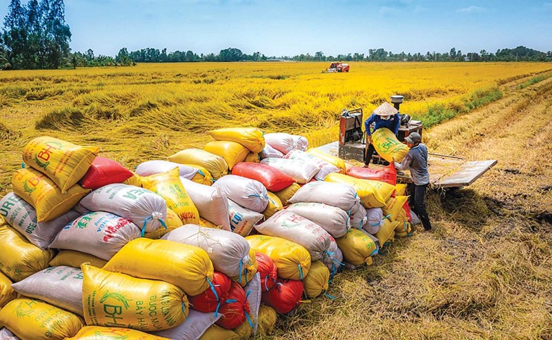 Can Tho gears up for second Vietnam International Rice Festival