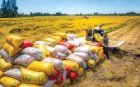 Vietnam International Rice Festival to spotlight green, low-emission rice