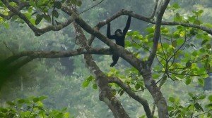 Thanh Hoa works to conserve northern white-cheeked gibbons