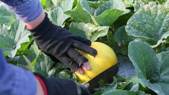 Economic benefits reap from growing melons in Nam Dinh
