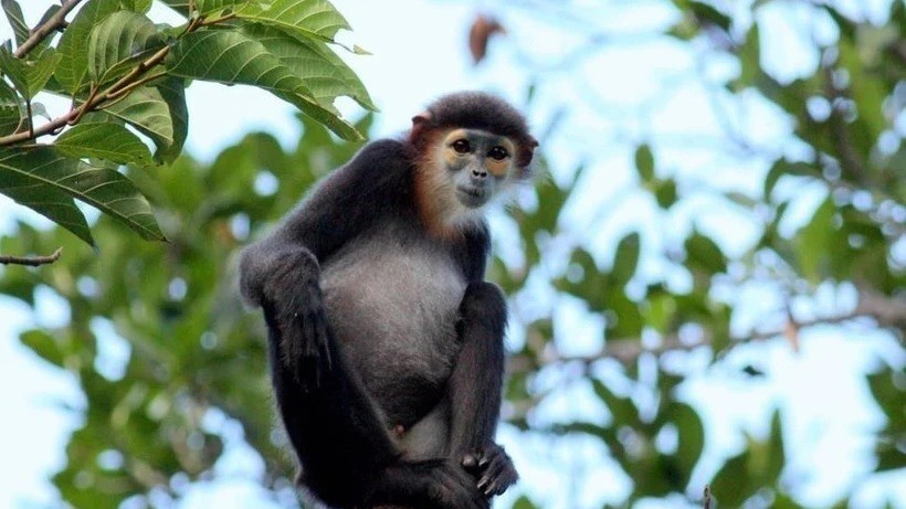 Joint actions urged to protect wild animals: International Day of Biological Diversity