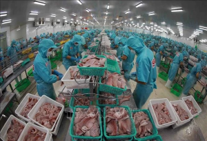 Vietnam&rsquo;s tra fish export tipped to bounce back
