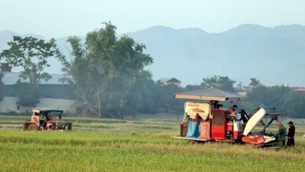 Dien Bien's agricultural sector: Determined to maintain its role as 'backbone' of the economy